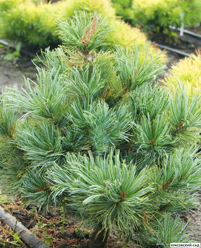 Сосна кедровая Блю Мопс - Blue Mops