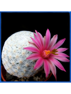Mammillaria herrerae