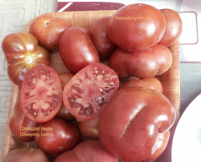 Томат гном Спящая леди (Sleeping Lady)