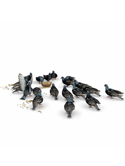 птицы Голуби