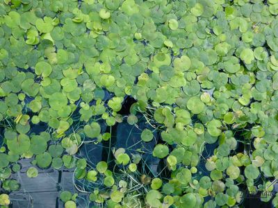 Водокрас обыкновенный - Гидрохарис