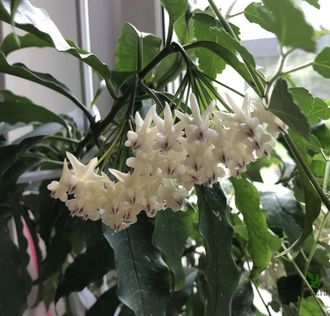 Hoya Lockii