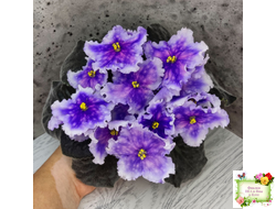 Dn-Огни Бродвея (Д. Денисенко) 2020 г.