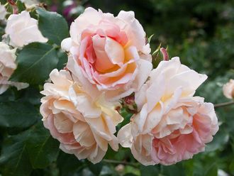 Амаретто  (amaretto)   клаймбер.   Kordes