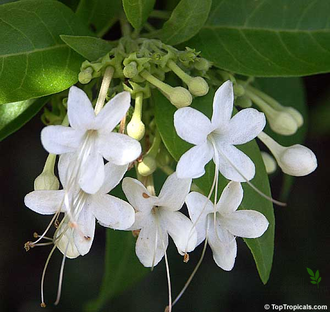 Клеродендрум Гетерофиллум (акулеатум) вариегатный / C. heterophyllum variegated