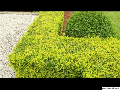 Бирючина Ауреа - Aurea