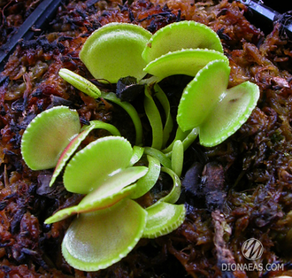 Dionaea muscipula Green wizard