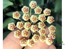 Hoya Incurvula ( Hoya Brevialata)
