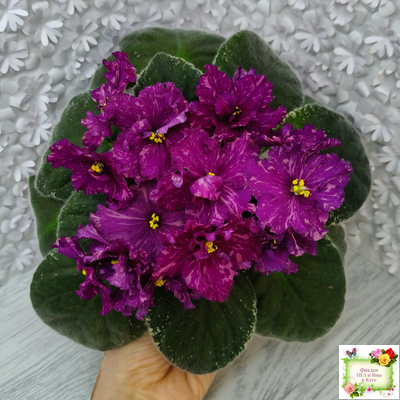 РМ-Финикийская Принцесса (Н. Скорнякова) 2023 г.