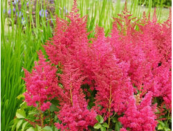 Астильба гибридная Younique Ruby red, C2