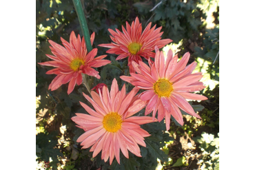 Танго.
Селекция НБС