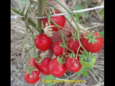 Томат Трюфель красный