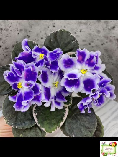 ВаТ-Монарх (Т. Валькова) 2016 г.