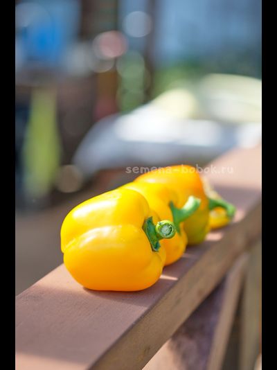 Перец сладкий Марта полка, 10 шт