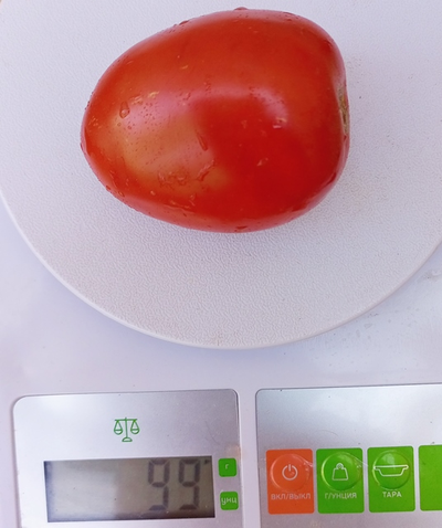 Томат Кечкемети