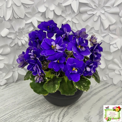 Star Wars (Baker) (пестролистный гёрл)