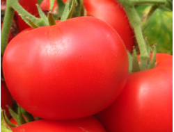 БЕЛЫЙ НАЛИВ