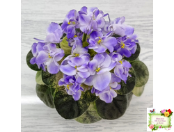 Rob's Wascally Wabbit (R. Robinson) (лист укоренённый)