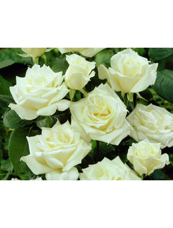 Чайно-Гибридные