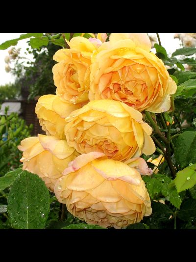 Голден Селебрейшн (Golden Celebration)