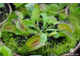 Dionaea muscipula Yellow