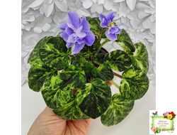 Huckleberry (I. Fredette)