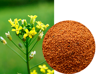 Рыжик маслиничный