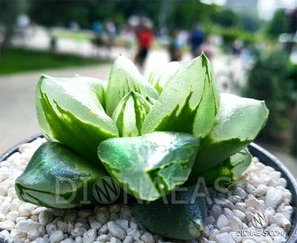 Хавортия пигмея мутант Ледяной Город - Haworthia pygmaea Mutant Ice City