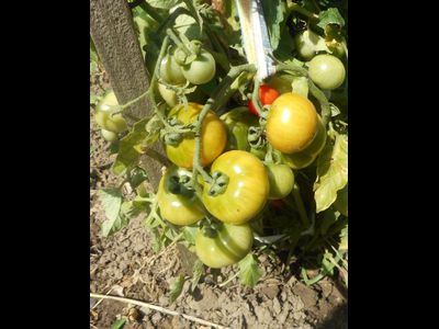 Томат Казабалыкский суперранний
