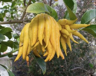 Цитрон «Рука Будды» / Citrus medica ‘ Buddha’s  hand’