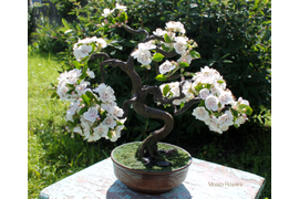 "Цветущий бонсай". Ручная работа из полимерной глины.