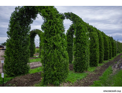 Арка из туи Брабант - Brabant