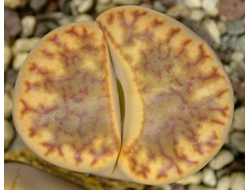 Lithops bromfieldii C279 - 10 семян