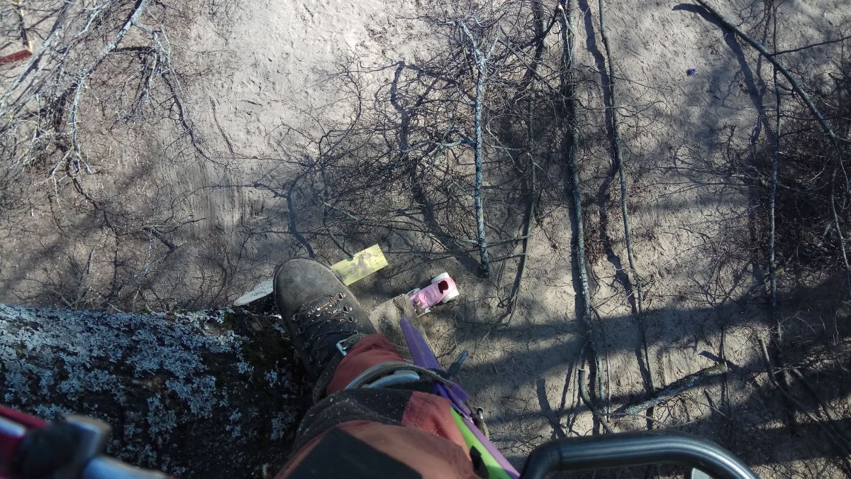 Обрезка лип на территории детского садика в Великом Новгороде