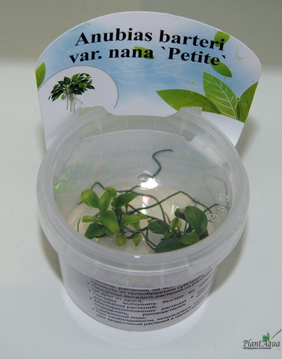 Анубиас Бартери Петит  (меристемный)