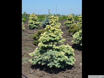 Ель Фрюлинсголд - Frühlingsgold