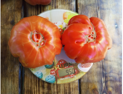 Томат Нанни бао (Nanni Bao), Италия