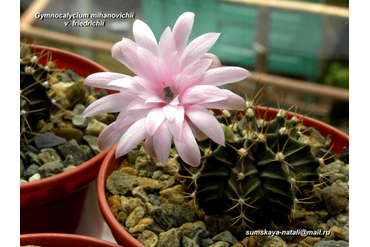 Gymnocalycium mihanovichii v. friedrichii  