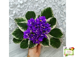 РС-Астролог (С. Репкина) 2020 г.