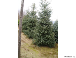 Пихта испанская Глаука - фото в ландшафте - красовский-сад.рф