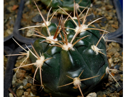 Gymnocalycium bruchii v. niveum VG 536