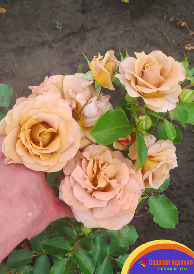 Хани Дижон (Honey Dijon)