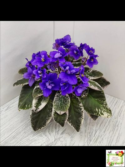 Hodss-Norway (Яна Ходченко) 2019 г. (пестролистный лонг)