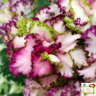 АВ-Буря Эмоций (Фиалковод) 2020 г.