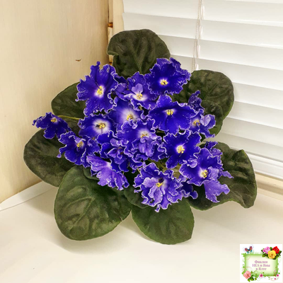 DS-Сияющий Колокольчик (Dimetris) 2014 г. (лист посажен 27.10.25)