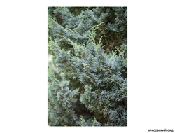 Можжевельник Блаув - фото в саду- красовский-сад.рф