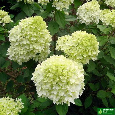 Гортензия метельчатая "Limelight" (Лаймлайт)