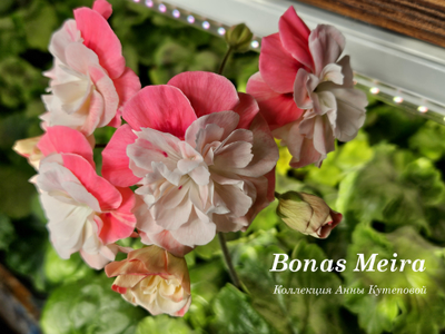 Пеларгония Bonas Meira