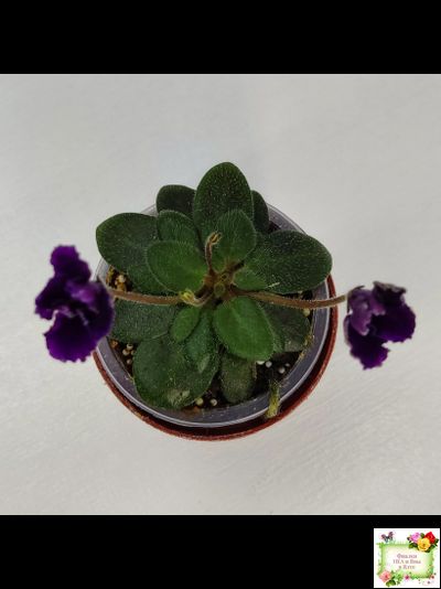 Hunter's Black Talon (K. Muzalewski)