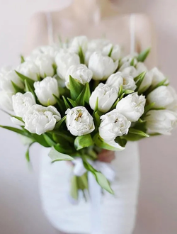 31 белый тюльпан